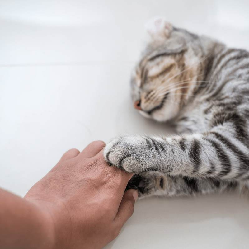 Pet Boarding Dallas, TX 75234 AirVets