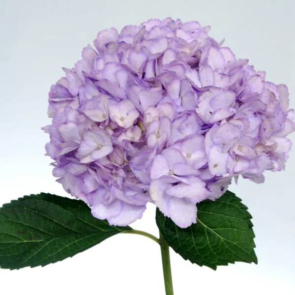 Hydrangea Candy Floss Purple Aisha Flowers