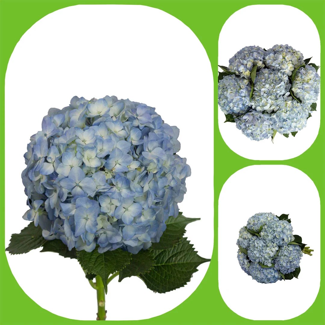 Hydrangea Candy Floss Blue Aisha Flowers