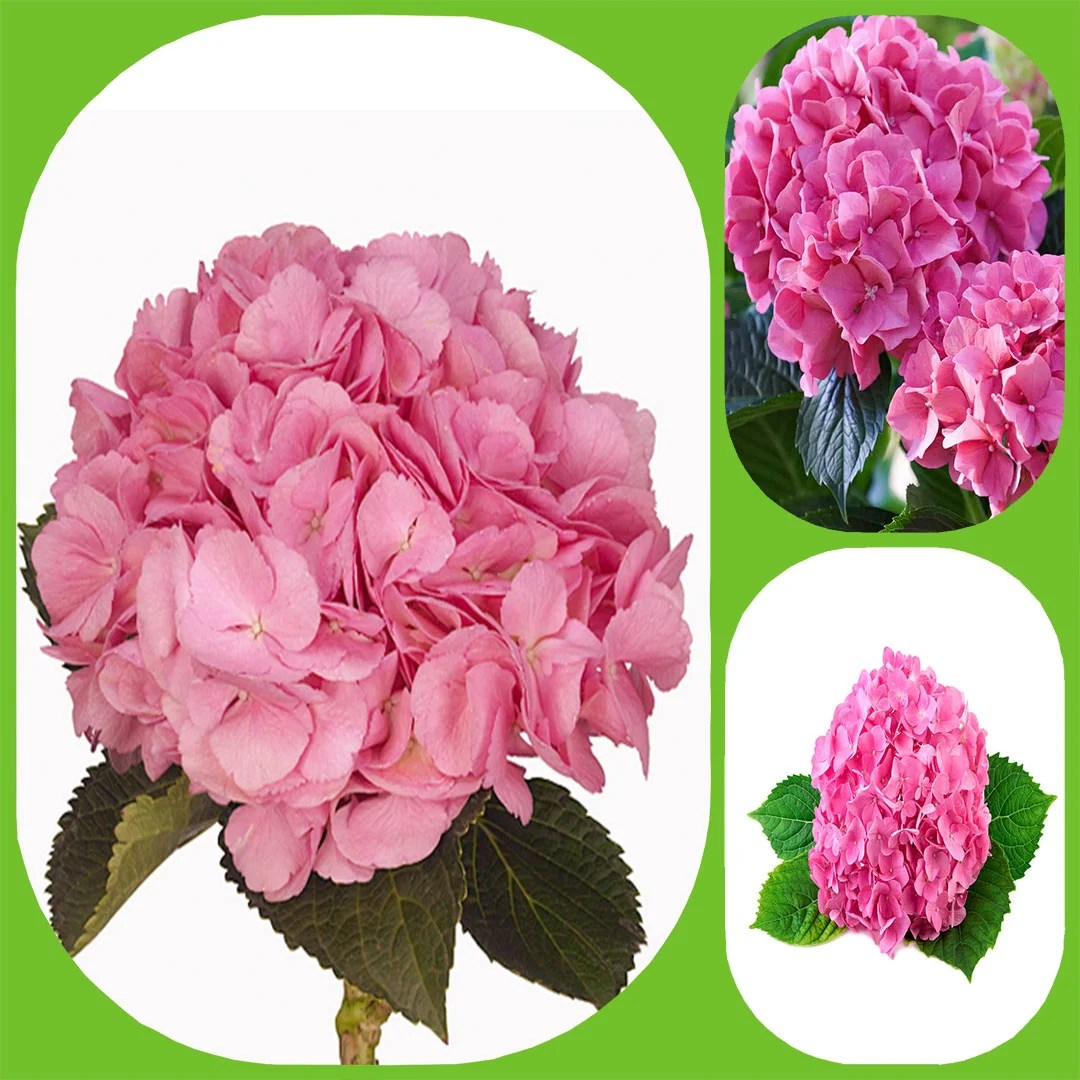 Hydrangea Candy Floss Pink Aisha Flowers