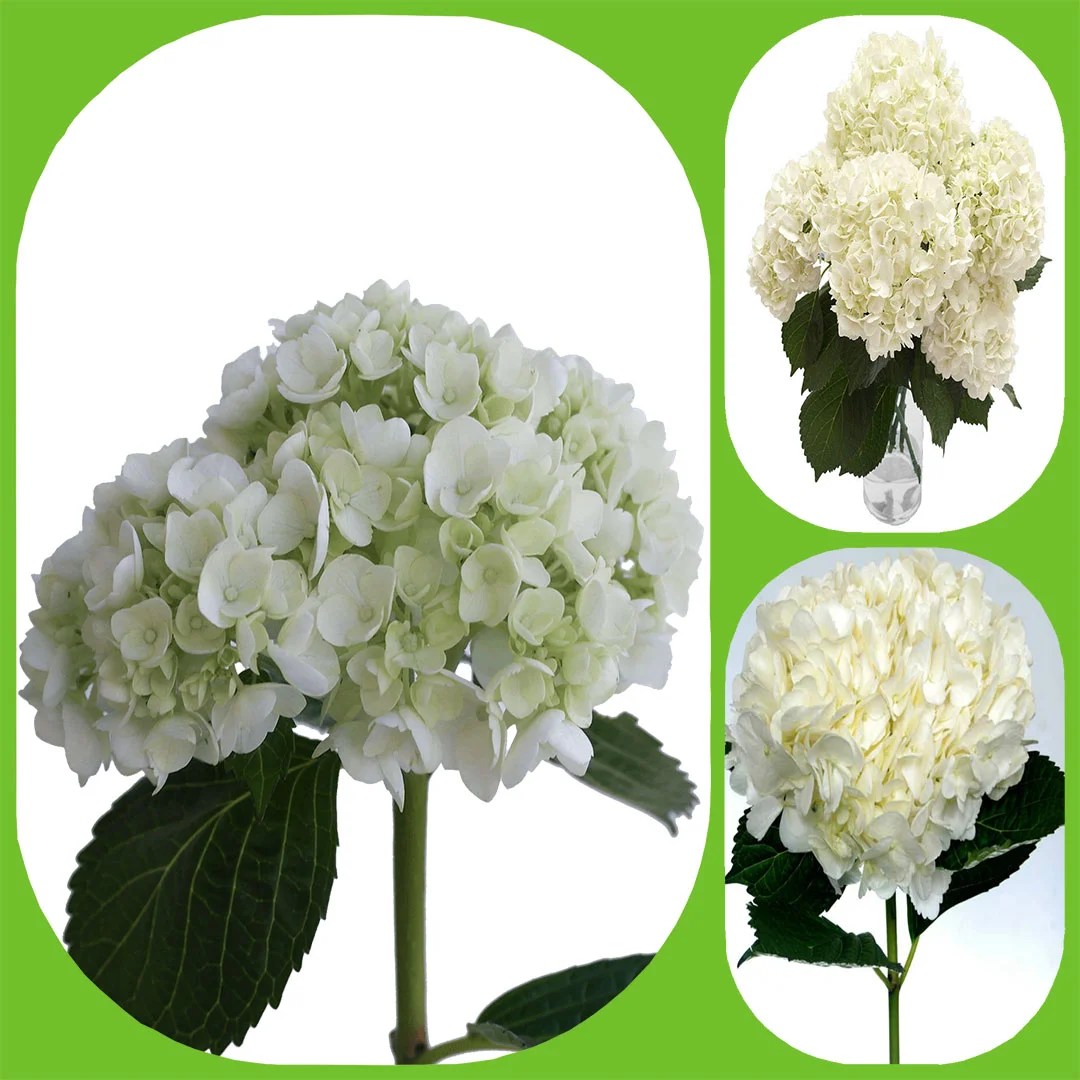 Hydrangea Aisha Flowers