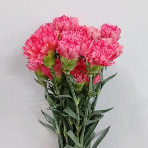 Hot Pink Carnations Aisha Flowers