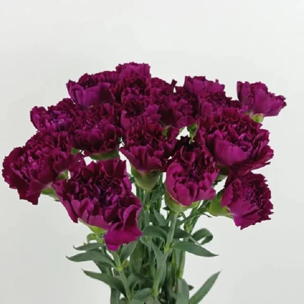 Purple Carnations Aisha Flowers