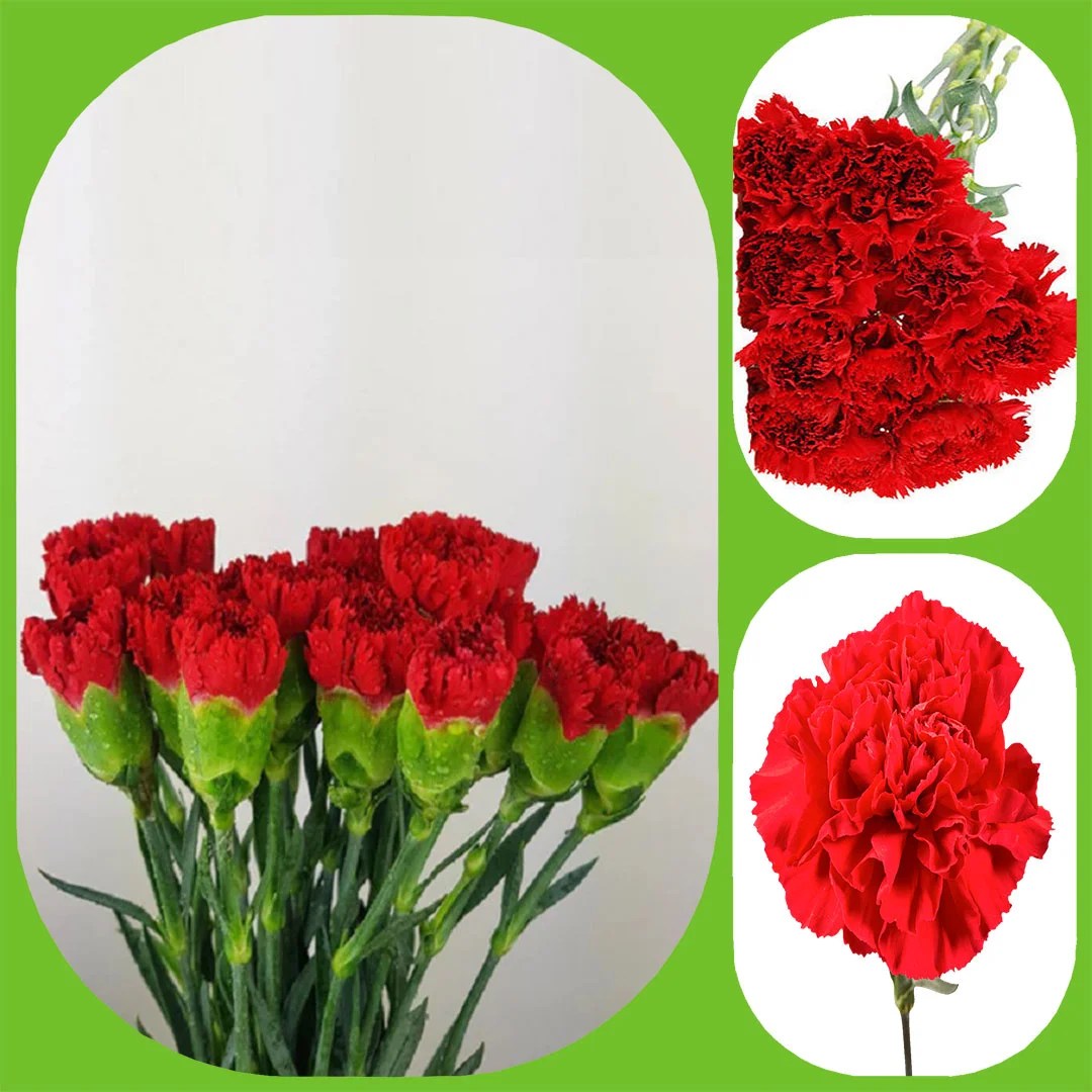 Red Carnations Aisha Flowers