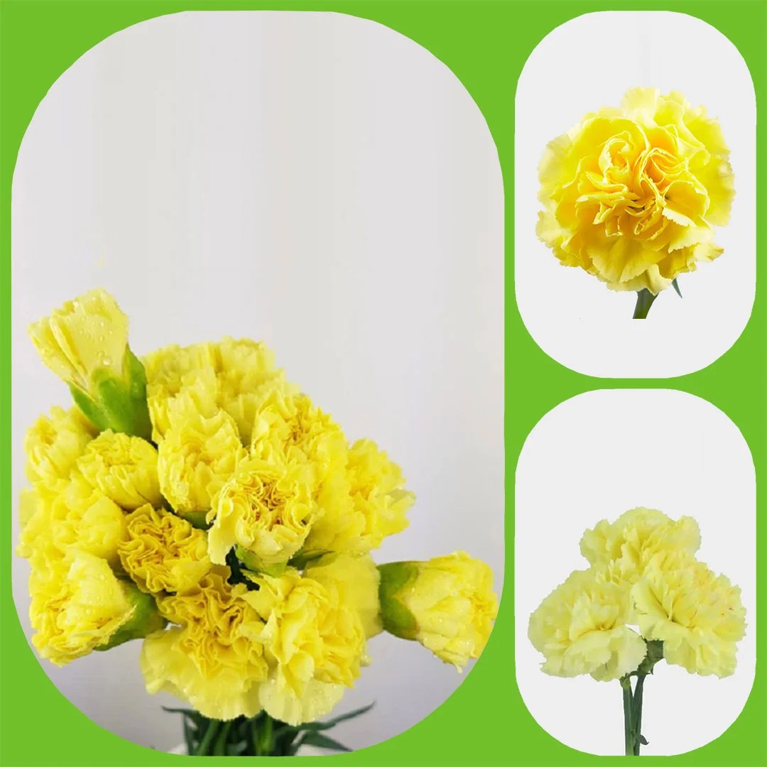 Yellow Carnations Aisha Flowers