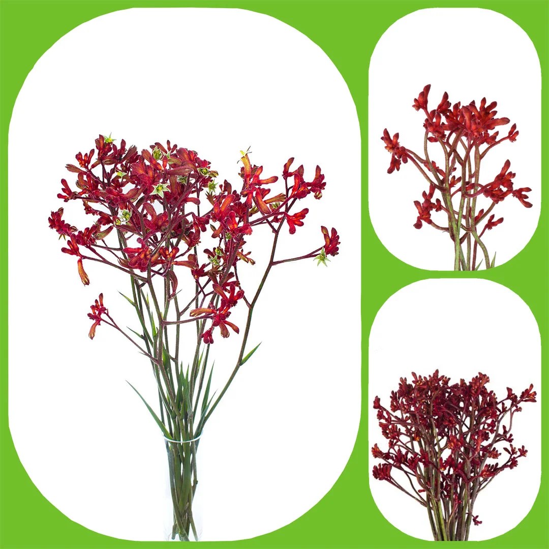 Kangaroo Paw Early Spring Aisha Flowers