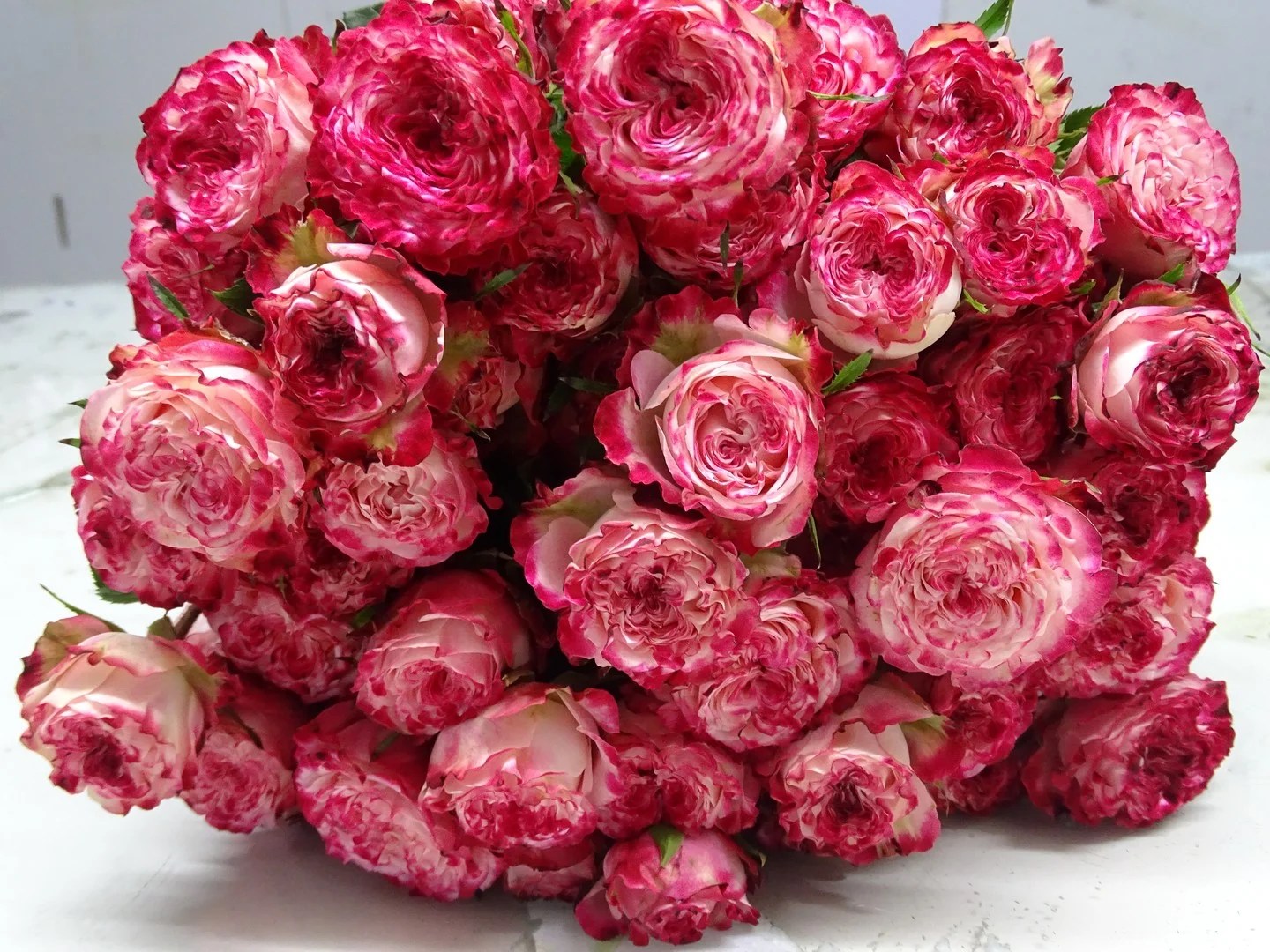 Sunset Magic Garden & Scented Spray Roses Aisha Flowers