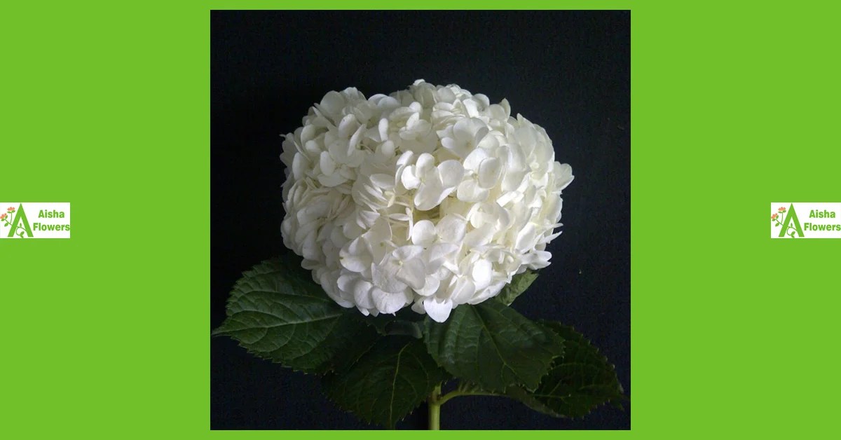 Hydrangea Aisha Flowers