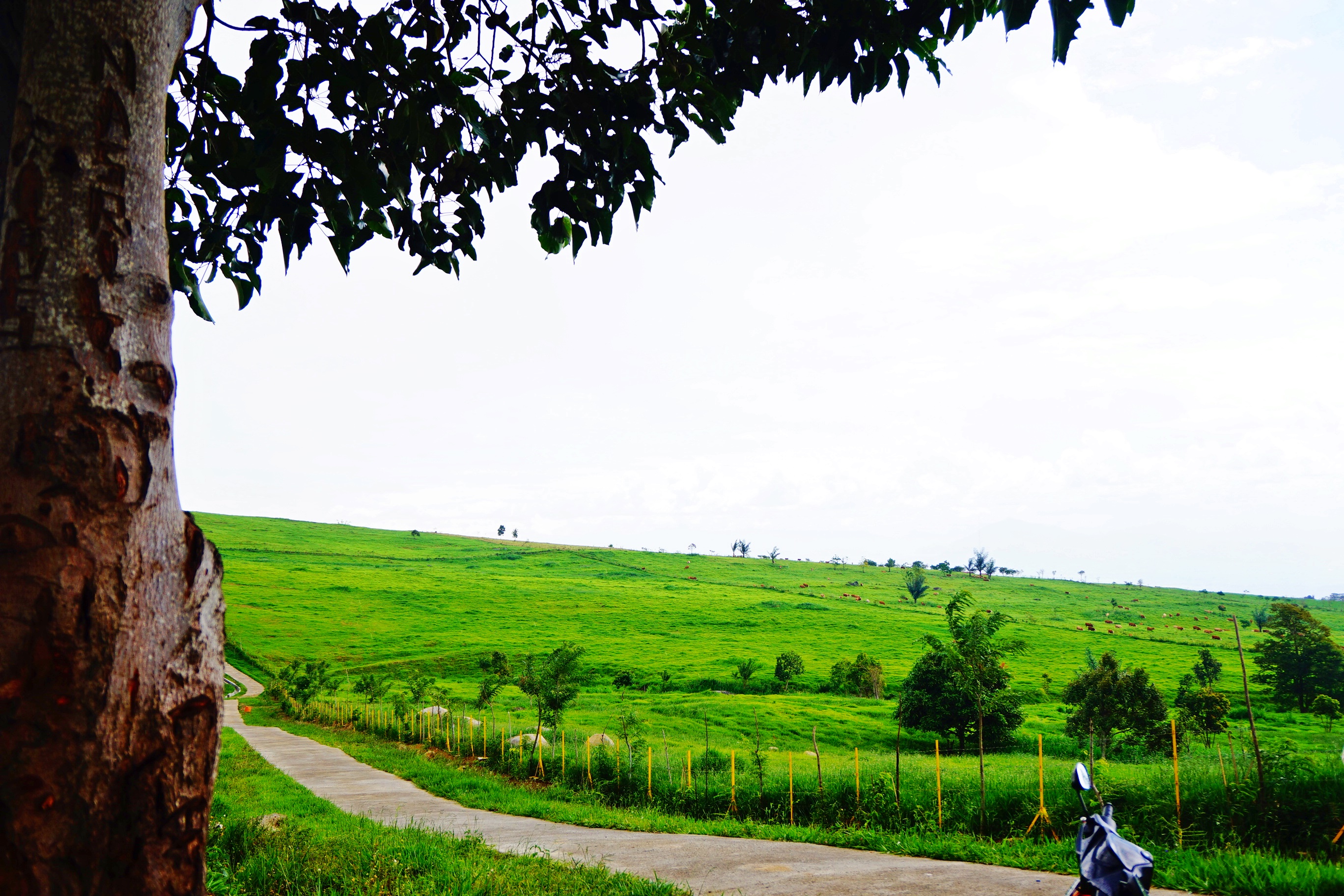Hallo Padang Mangateh! Aissy Putri Zulkarnaini