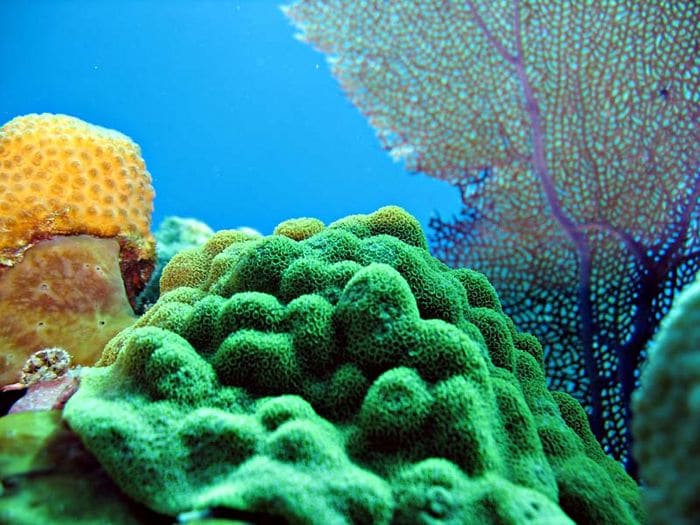 Scuba Diving in Jamaica