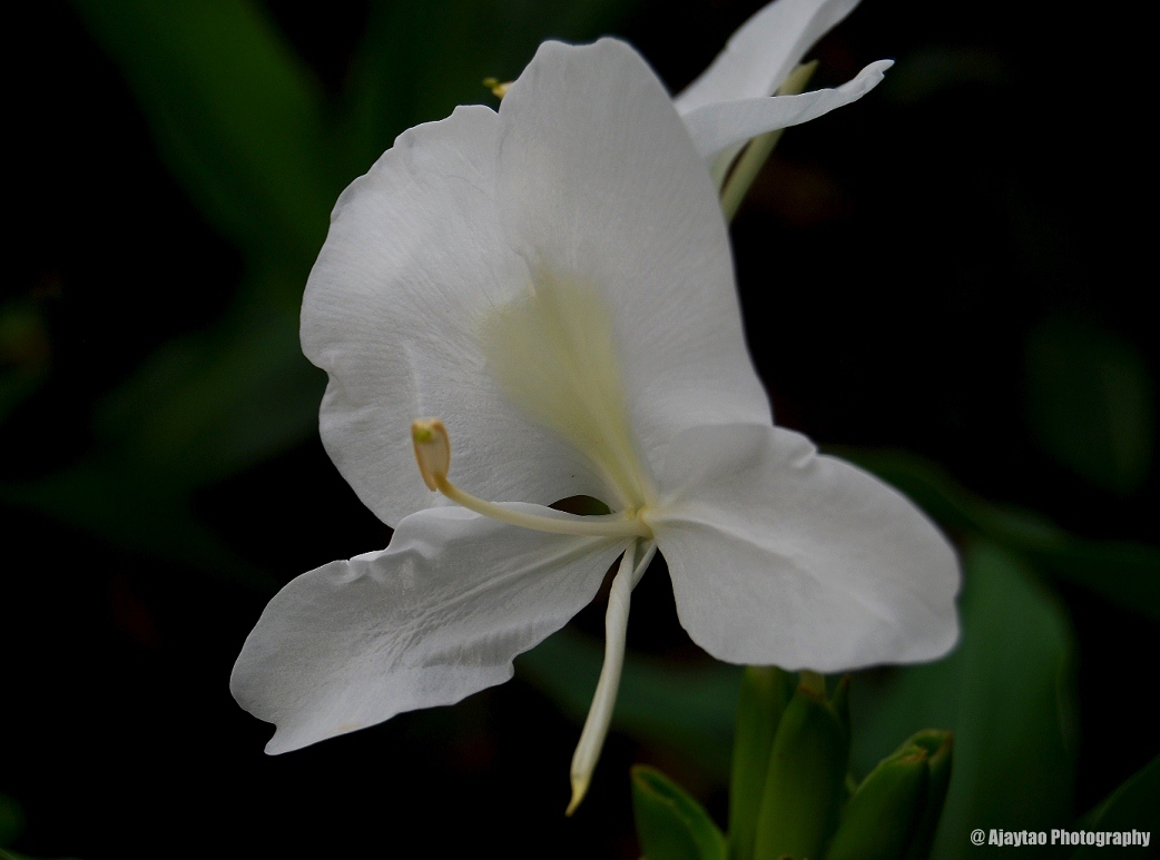 This flower is called ashter in marathi ! India Ajaytao Botanical Photography