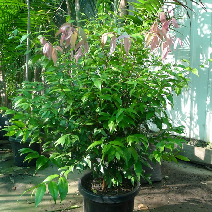 A J Flynn Cascade Pink Flowering Lilly Pilly