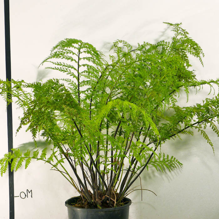 A J Flynn Hen and Chicken