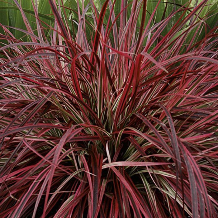 A J Flynn Red Fountain Grass