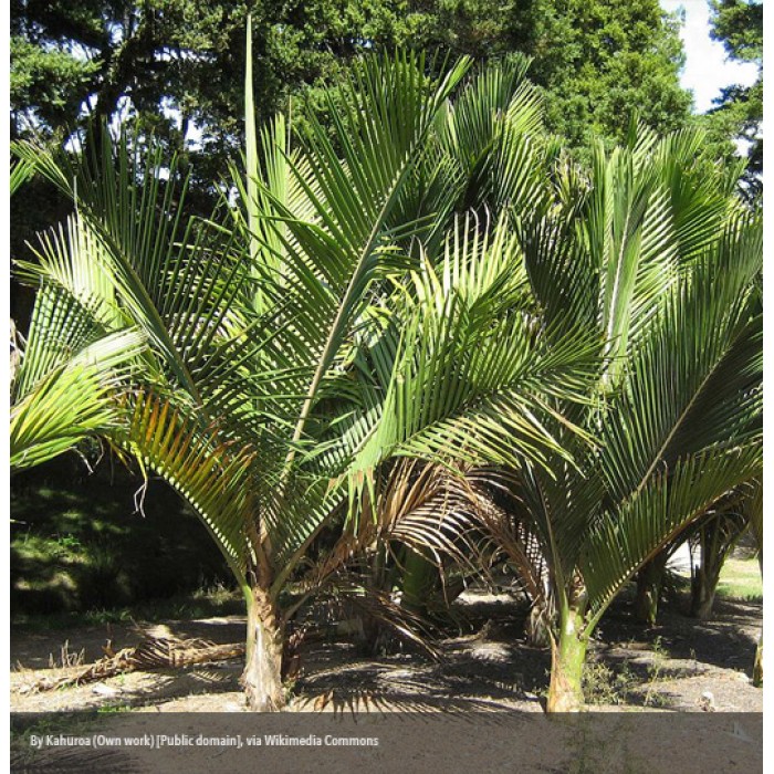 A J Flynn Nikau Palm / Feather Duster Palm