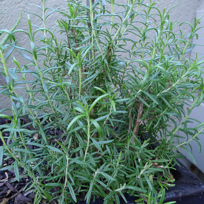 A J Flynn Rosemary Shrub