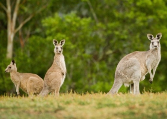 Aussies Roam to Gander Dinkum Animals ajhenryblog