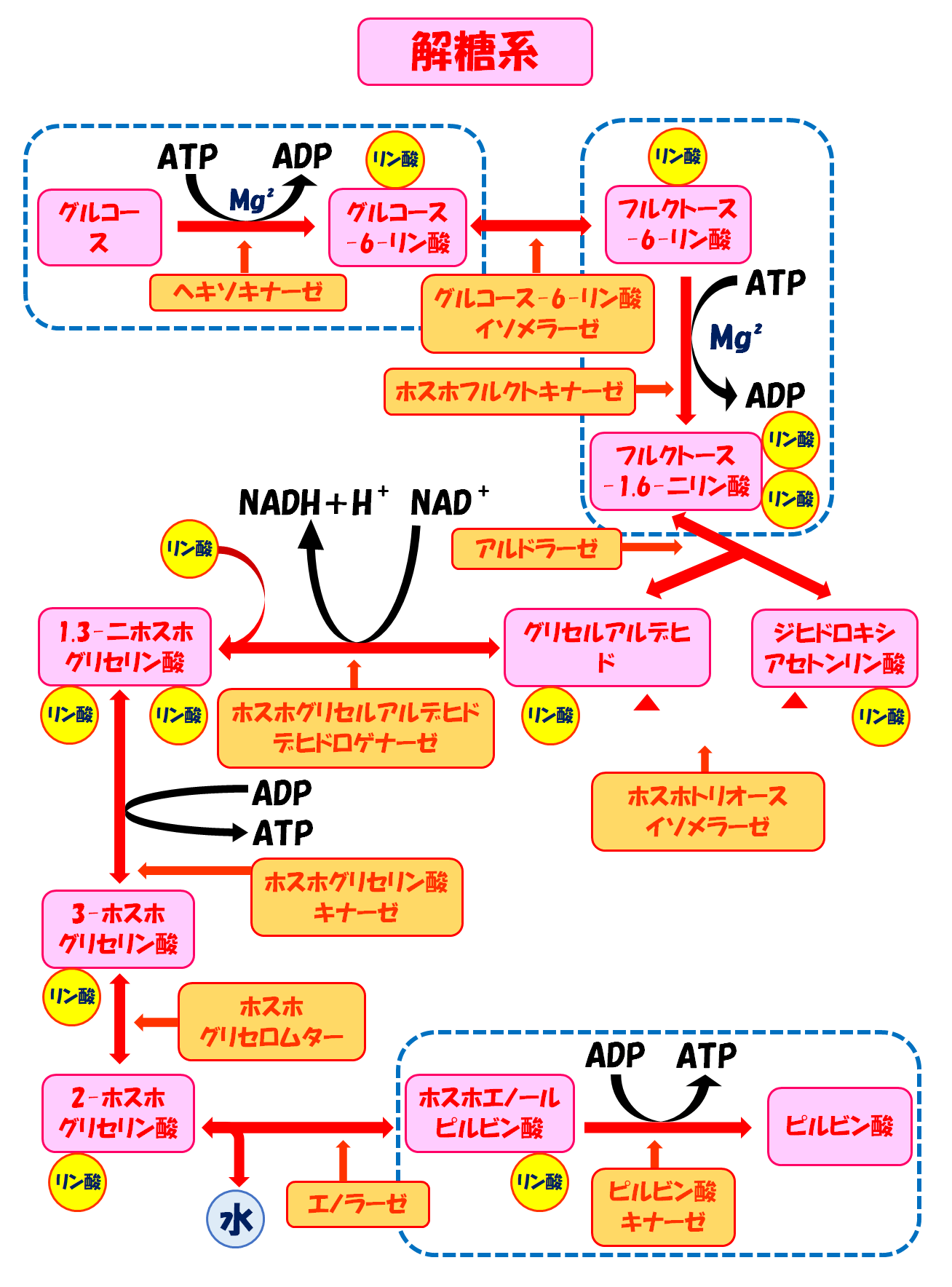 若者の大愛商品 キッコーマン 豆乳おからパウダー 120g ×10袋 shislabo.sakura.ne.jp 【これでスッキリ！】糖新生の仕組みや代謝経路の要点をまとめてみた！ スポーツ栄養士あじのブログ