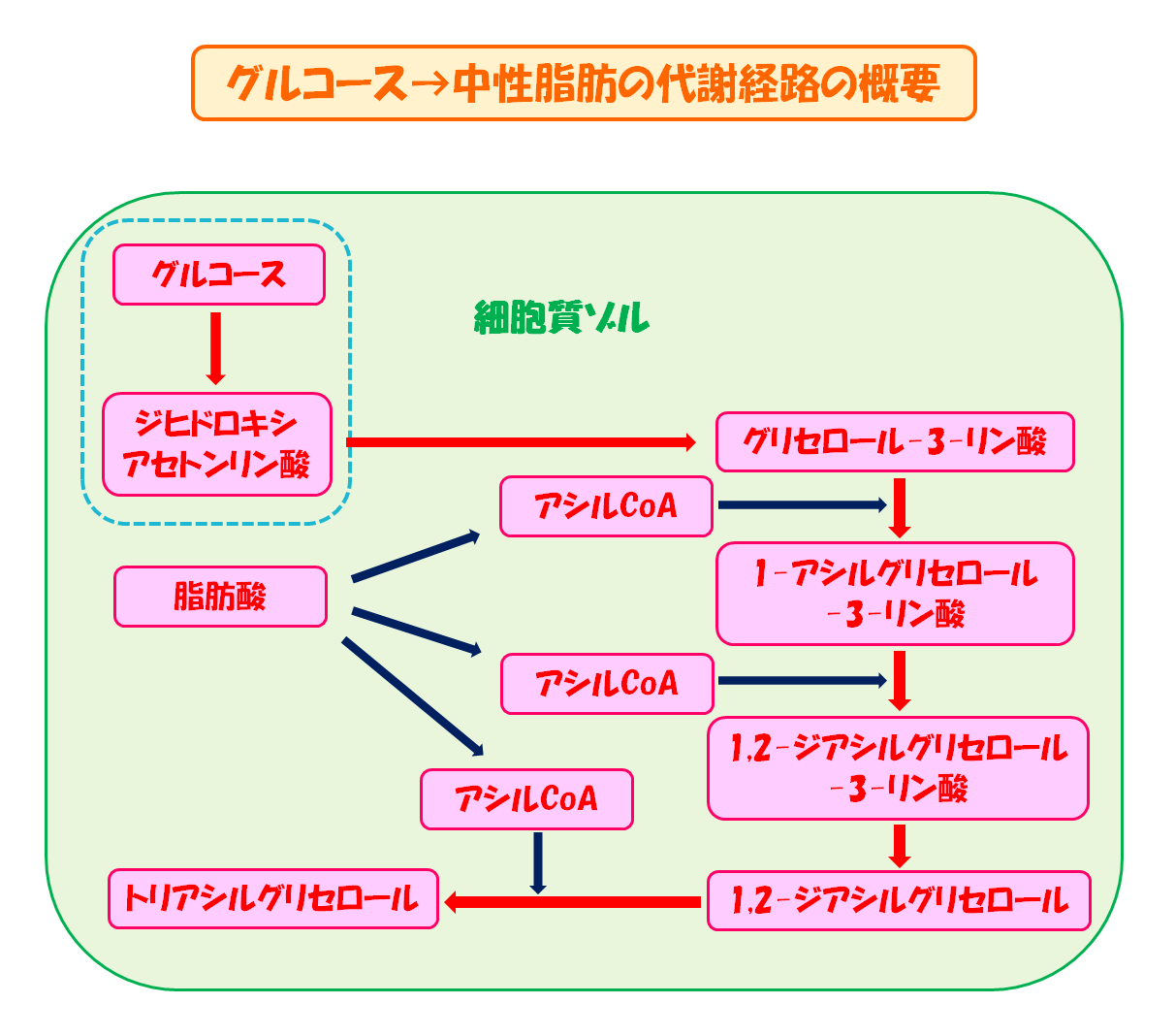 【これで納得！】糖質を食べ過ぎて脂肪に変わる代謝の流れを解説してみた！ スポーツ栄養士あじのブログ