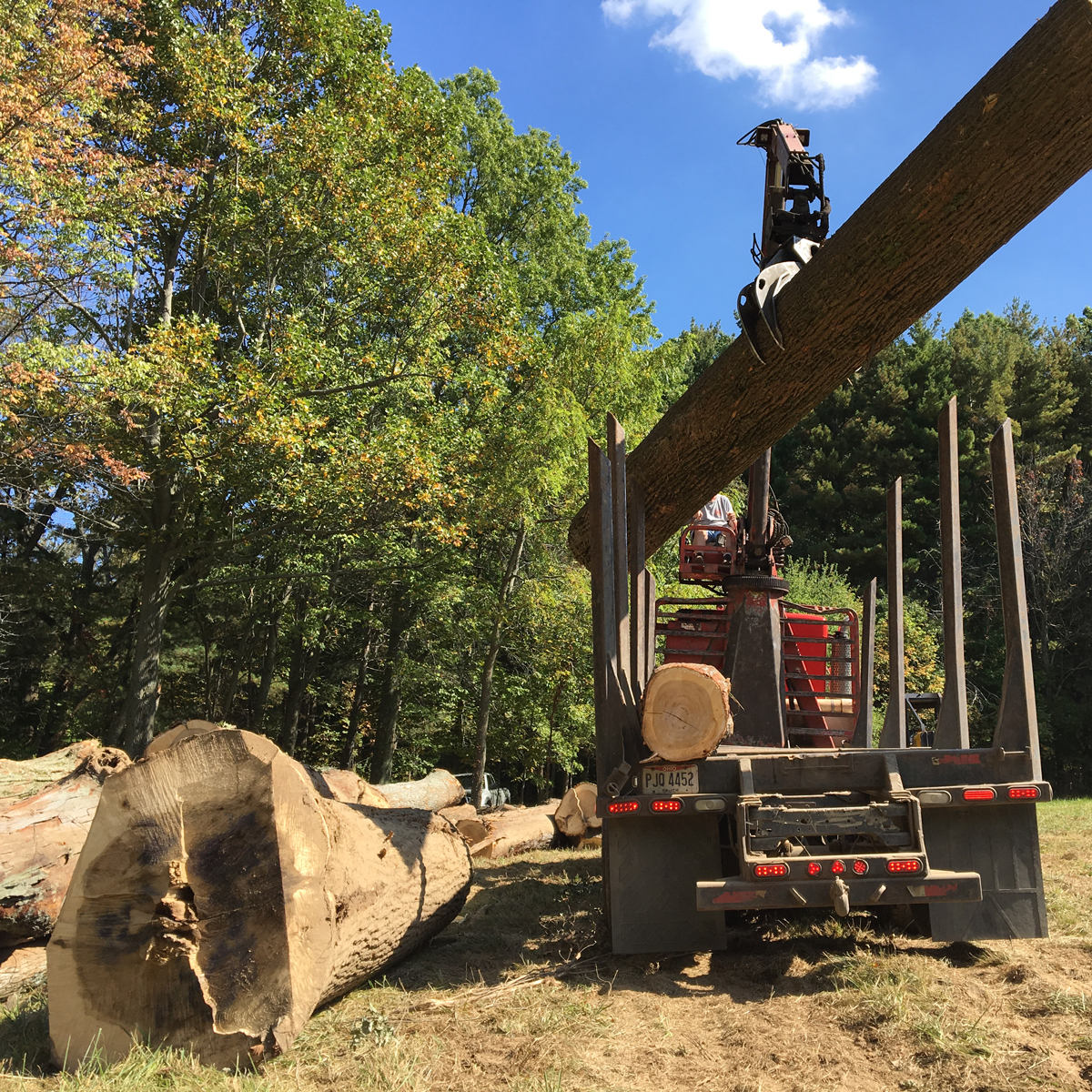 Your Trusted Timber Buyer For Ohio AJ Logging Company