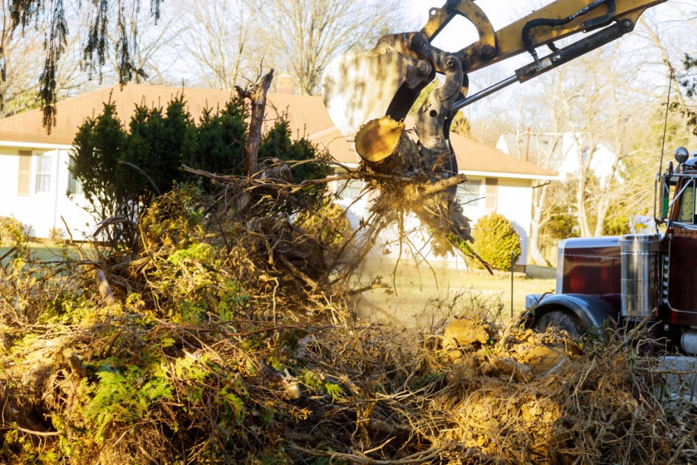 Is Tree Stump Removal Better, or Stump Grinding? AJ Tree Services Austin