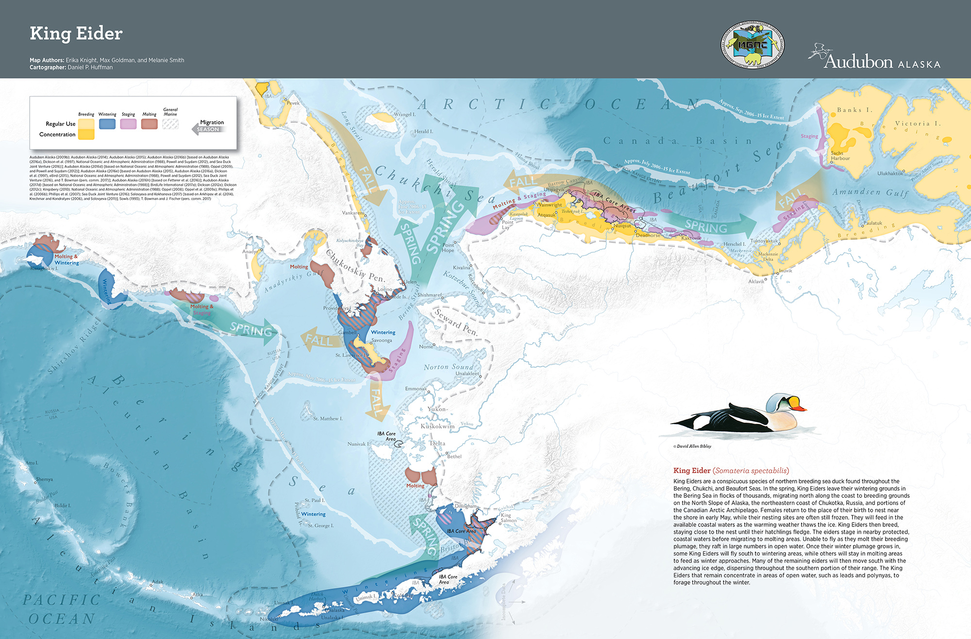 Alaska Map Of Where Stellers Eider Is king_eider_map_2k_pix_wide.jpg Audubon Alaska