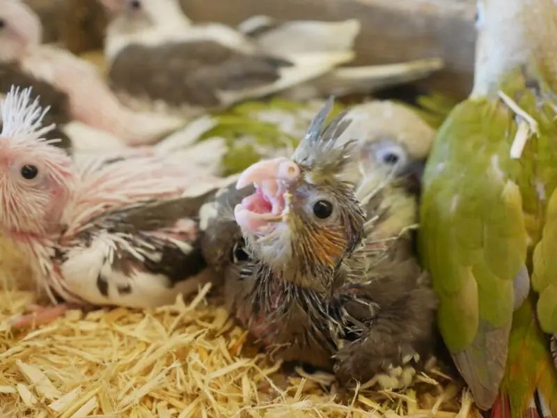 [コンプリート！] インコ 赤ちゃん 258044インコ 赤ちゃん