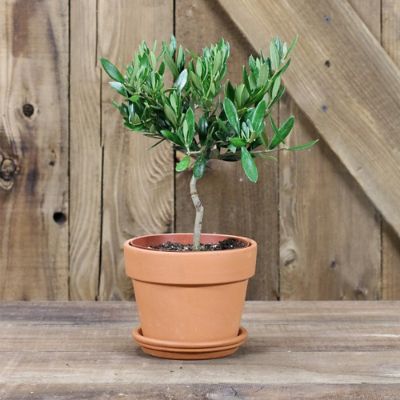 Olive Tree in Terra Cotta Pot Frontgate