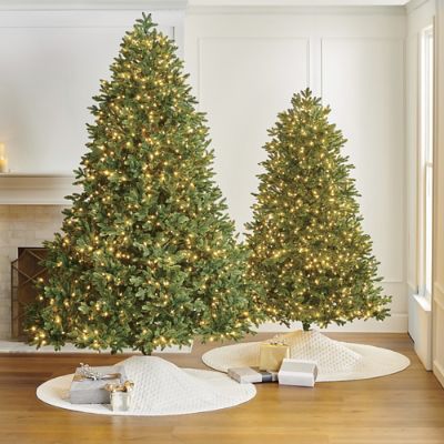 Noble Fir Full Profile Tree Frontgate