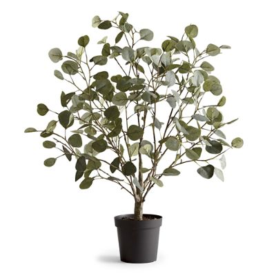Eucalyptus Leaf Potted Plant Frontgate