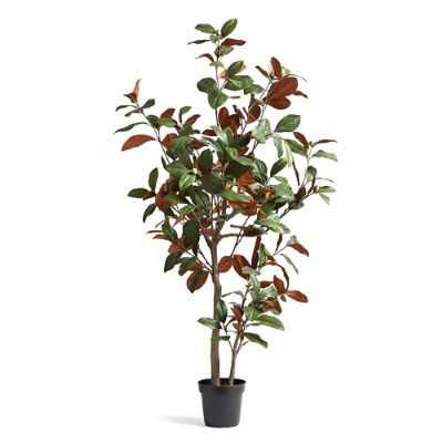 6 ft. Outdoor Magnolia Tree Frontgate