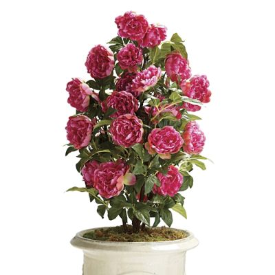 Constance Peony Shrub Frontgate