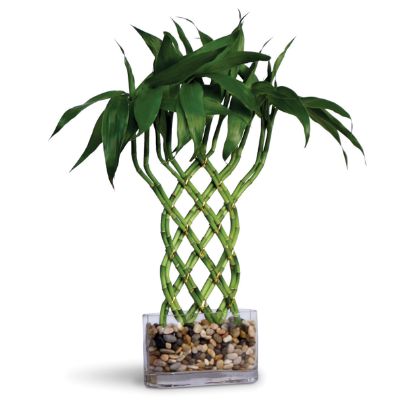 Trellis Lucky Bamboo Arrangement Frontgate