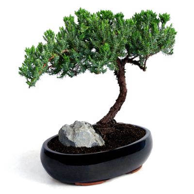 Juniper Bonsai Trees Frontgate