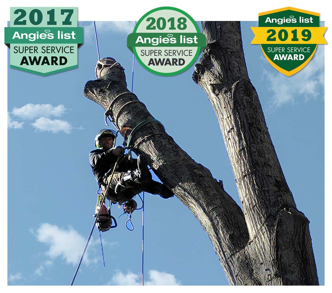 Tree removal Stratford Bridgeport Milford Trumbull