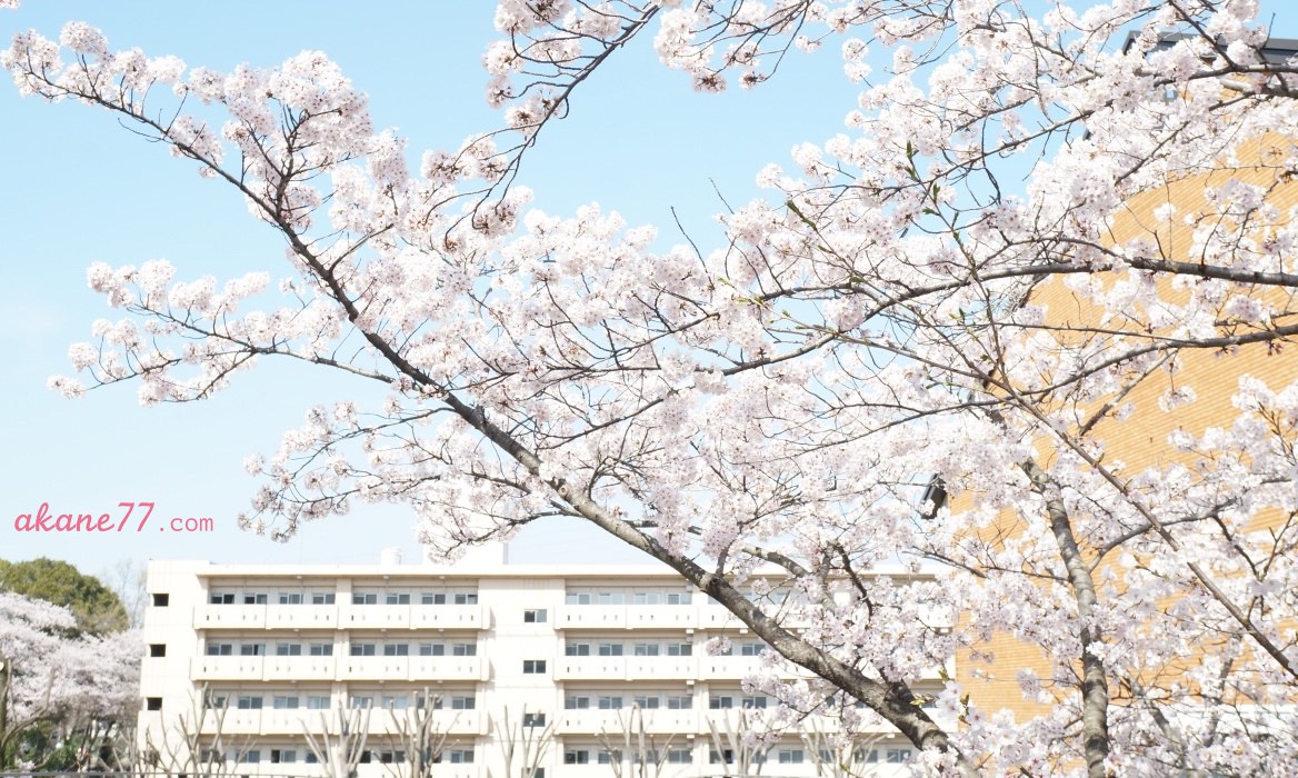 日本留學雜談#4 課堂間的小故事：我要把台灣發揚光大！