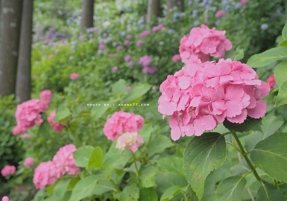 東京近郊 萬株繡球花繽紛夏季 あじさい屋敷（服部農園）