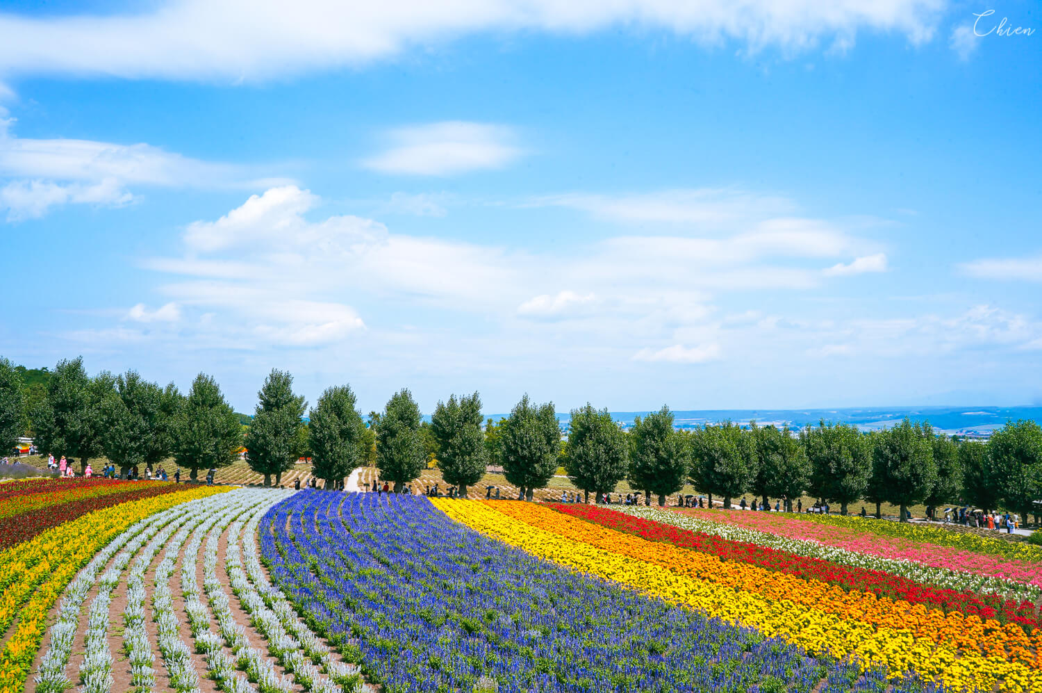 北海道夏天代表景點！富良野「富田農場」薰衣草花田5