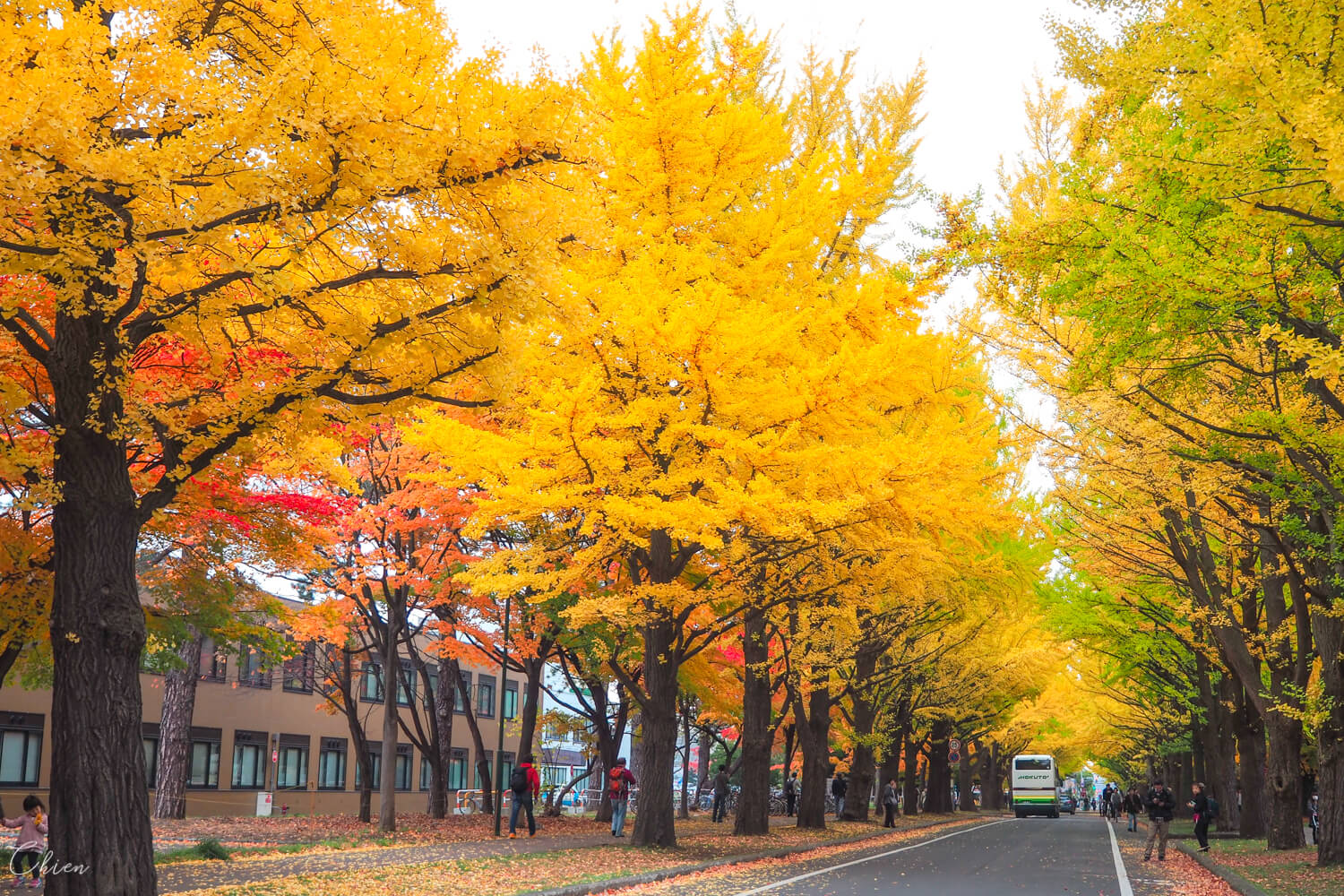 北海道大學銀杏大道