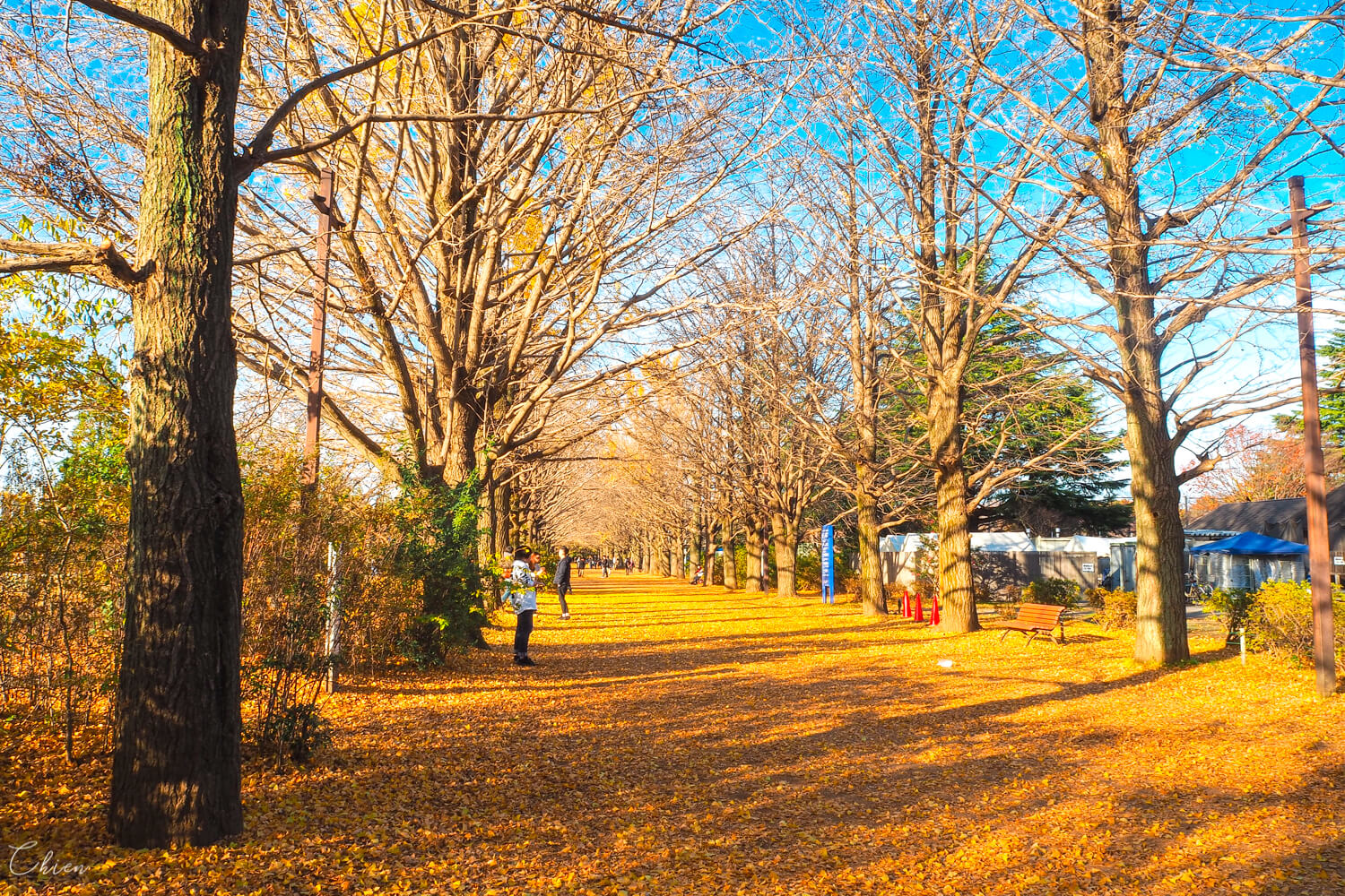 國營昭和紀念公園 銀杏大道
