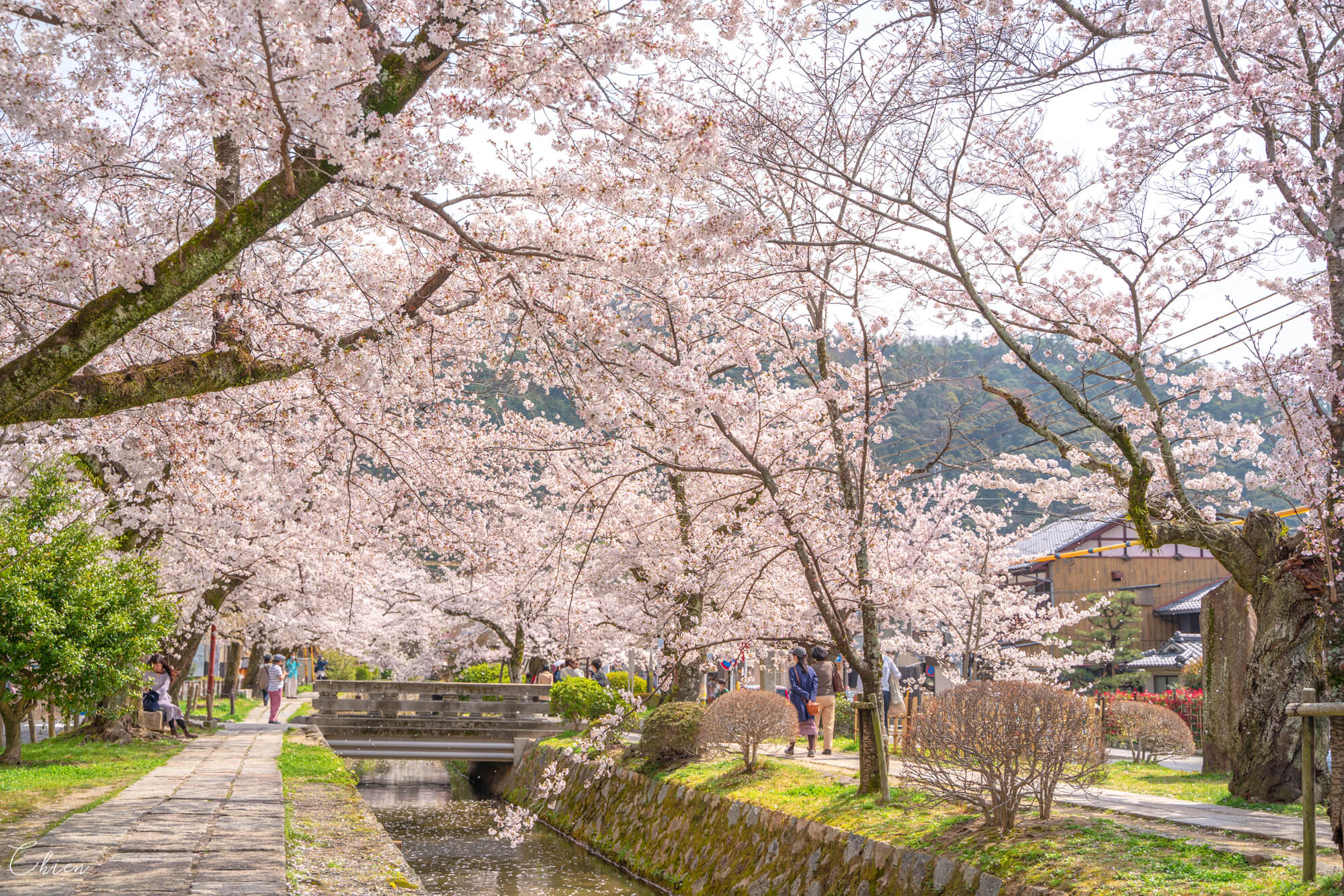 京都賞櫻景點 哲學之道櫻花散步道