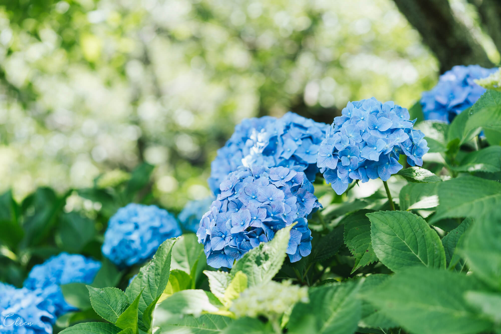 千葉南房總 房州繡球花寺