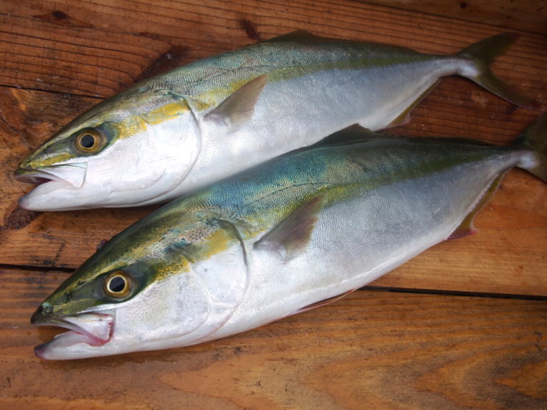 ツバス 明石の魚 株式会社 海蓮丸