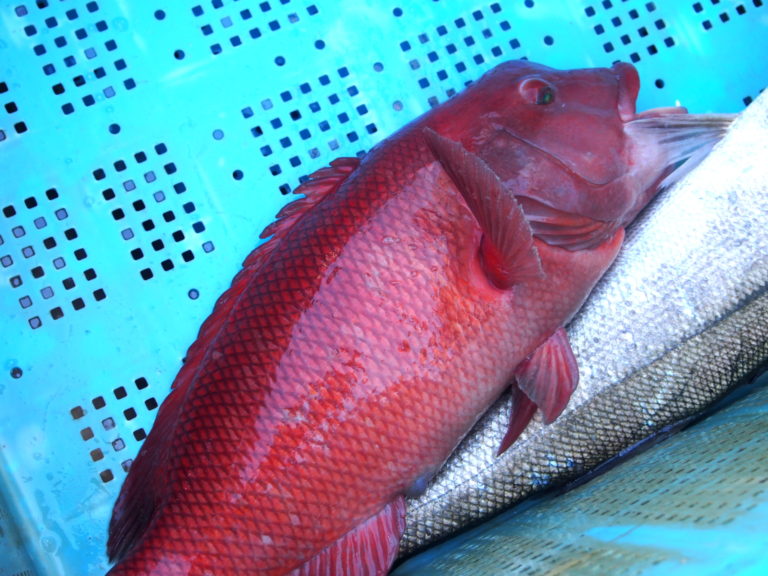 コブダイ 明石の魚 株式会社 海蓮丸