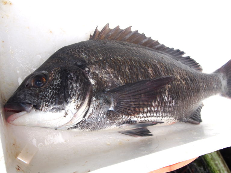 チヌ 明石の魚 株式会社 海蓮丸