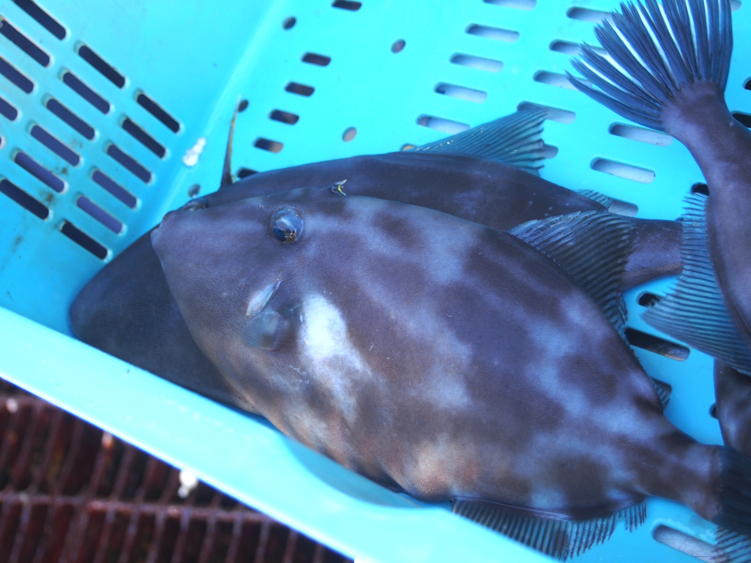 ウマヅラハギ 明石の魚 株式会社 海蓮丸