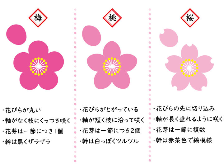 桜の花、梅の花、桃の花の違い、見分け方：画像(写真/イラスト)付きでわかりやすく説明 - 久保清隆のブログ 梅・桃・桜」の違いを見分ける方法！花びらと幹を見ればもう迷わない（写真付きで解説） | 明石たうんず｜明石駅周辺・明石公園のイベント・グルメ・観光