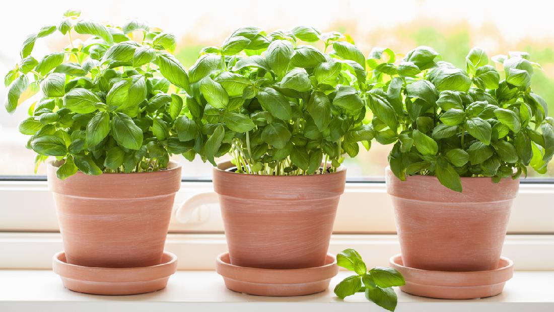 5 Tips Menanam Basil Di Dalam Pot Hingga Bisa Panen Bunda Perlu Tahu