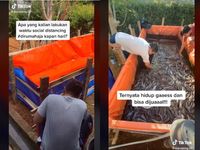 Berita dan Informasi Ikan lele Terkini dan Terbaru Hari ini