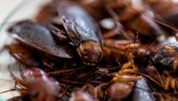 Makan Kecoak Disebut Jadi Solusi Selamatkan Bumi